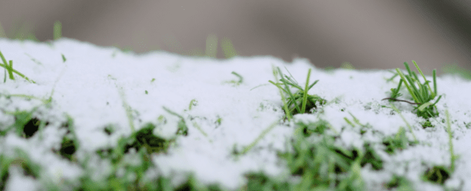 Preparing Your Artificial Grass for Winter in Langford, BC