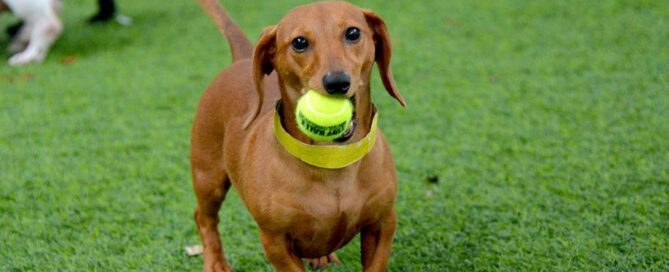 Pet-Friendly Perfection: Premium Grass Blades’ Artificial Turf Solutions