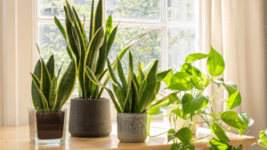 High-Quality, Realistic Plants