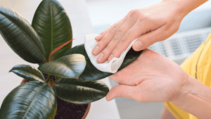 artificial plants