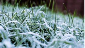 Preparing Your Artificial Grass for Winter
