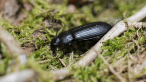 Say Goodbye to Pesky Bugs
