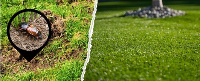 Chafer Beetles in Lawns: Why Artificial Turf is the Best Solution