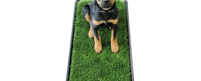Premium Grass Blades' Dog Potty Systems in Vancouver