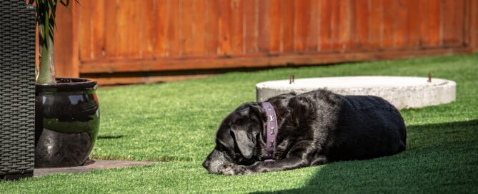 Premium Grass Blades Synthetic Artificial Turf: Dog sleeping on New Dog Friendly Jade line of Turf