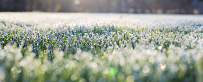Frost on Grass