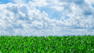 artificial turf