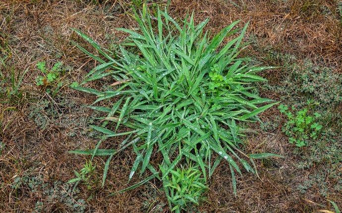 Crabgrass weeds