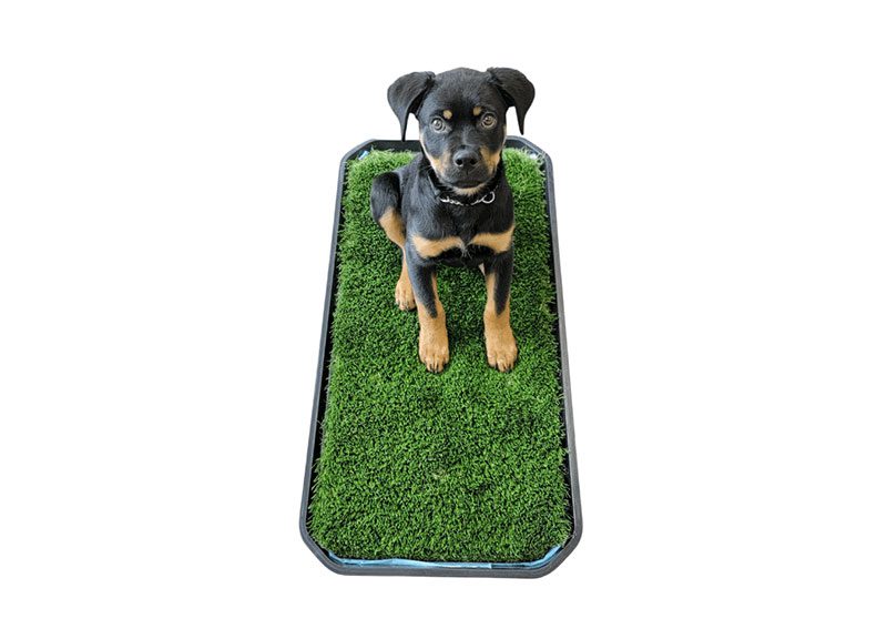 Full Dog Potty System