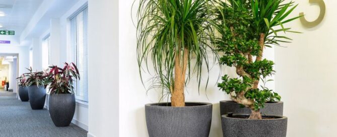 The Fascinating World of Indoor Artificial Palms Their Allure and Benefits