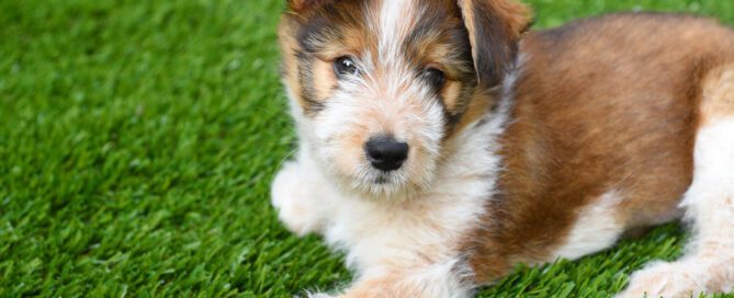 Artificial turf for pets